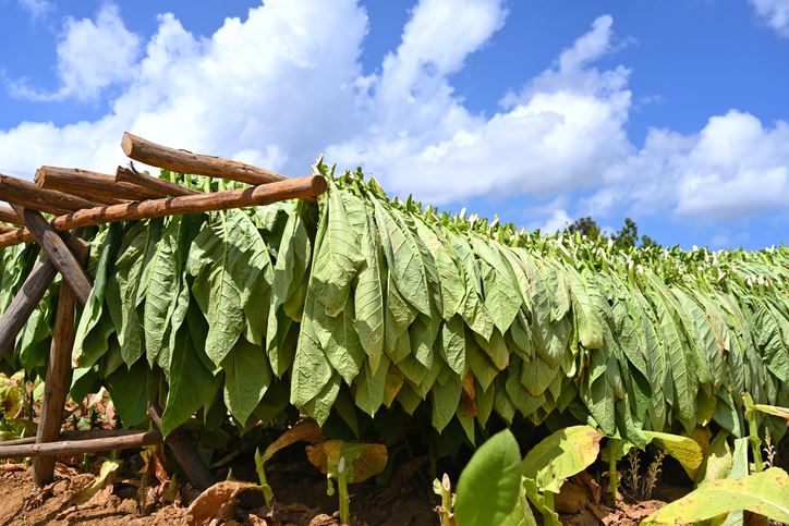 Are Tobacco Cessation Products Subject to State Excise Tax?