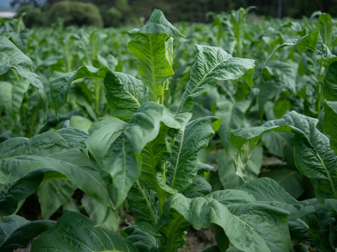 Tobacco Tax Refund Won for Distributor Against the Connecticut